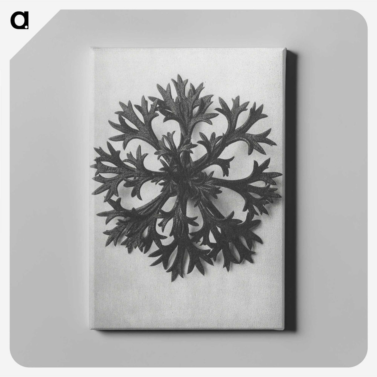 1-53_Karl-Blossfeldt_canvas
