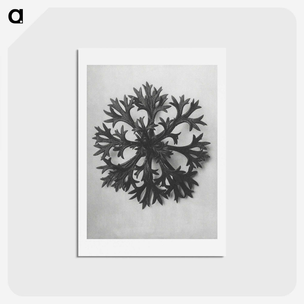 1-53_Karl-Blossfeldt_hagaki
