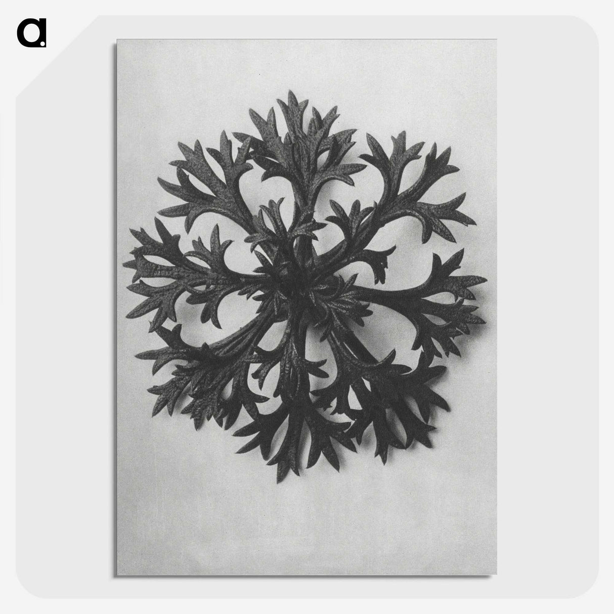 1-53_Karl-Blossfeldt_picture-crop