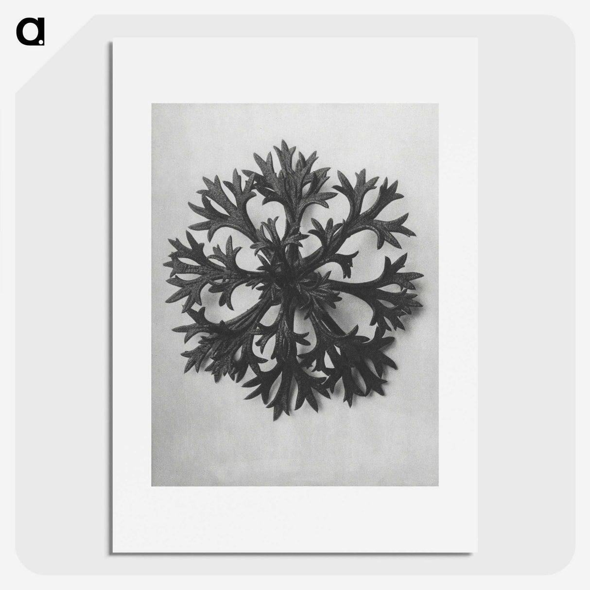 1-53_Karl-Blossfeldt_picture