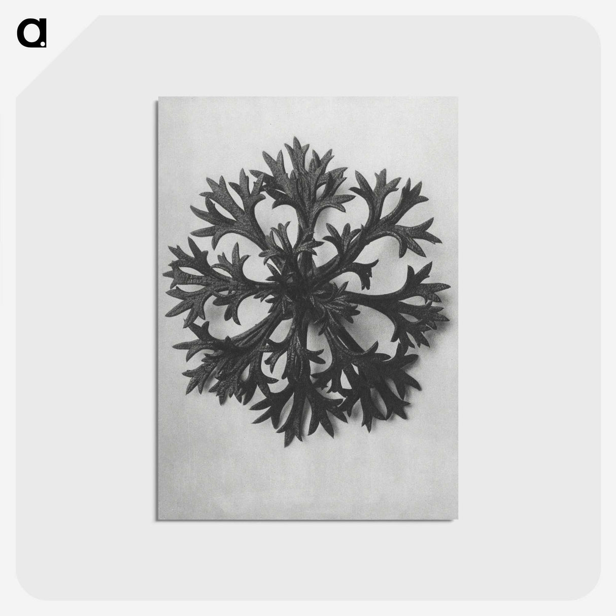 1-53_Karl-Blossfeldt_postcard