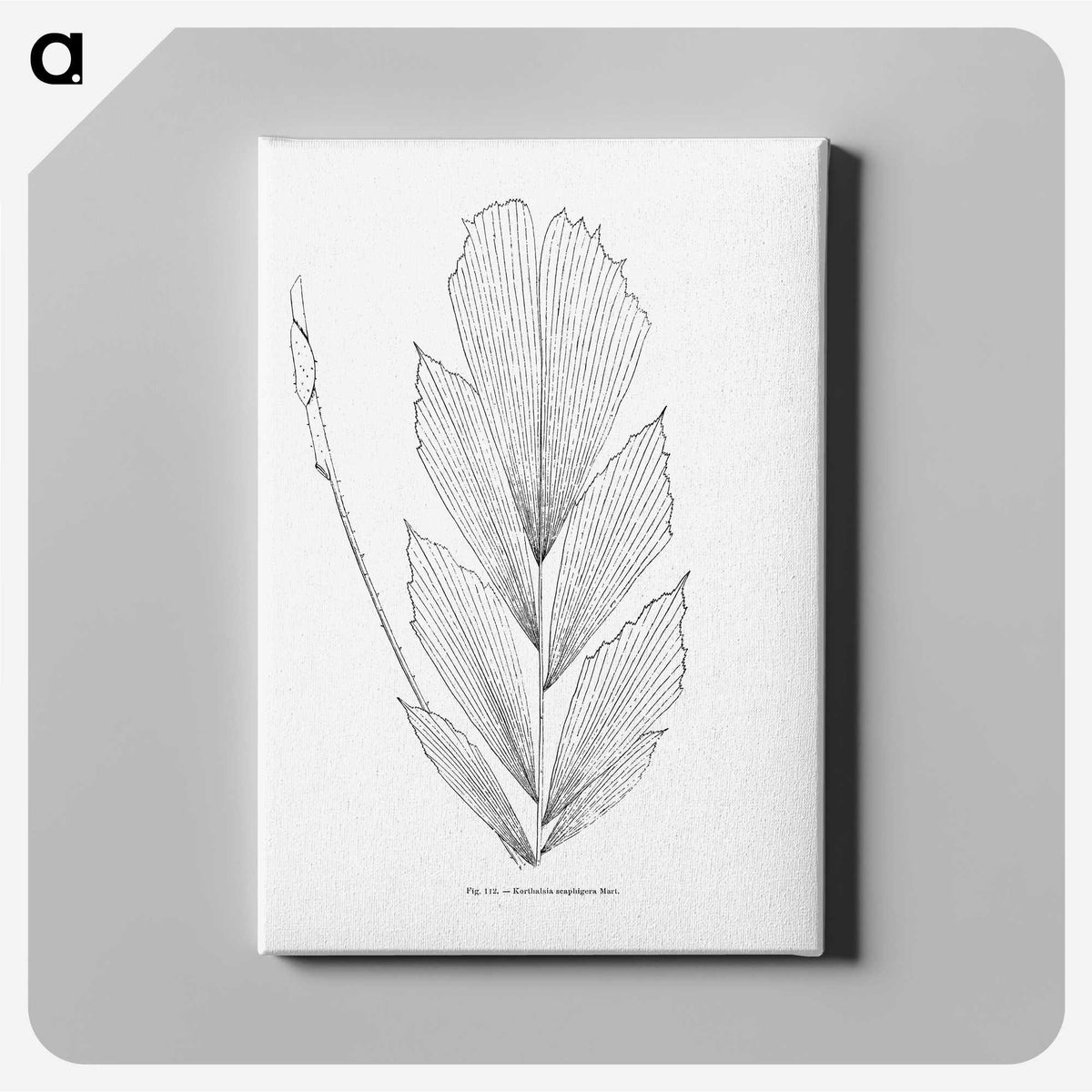 1-53_Les-Palmiers-Histoire-Iconographique_canvas