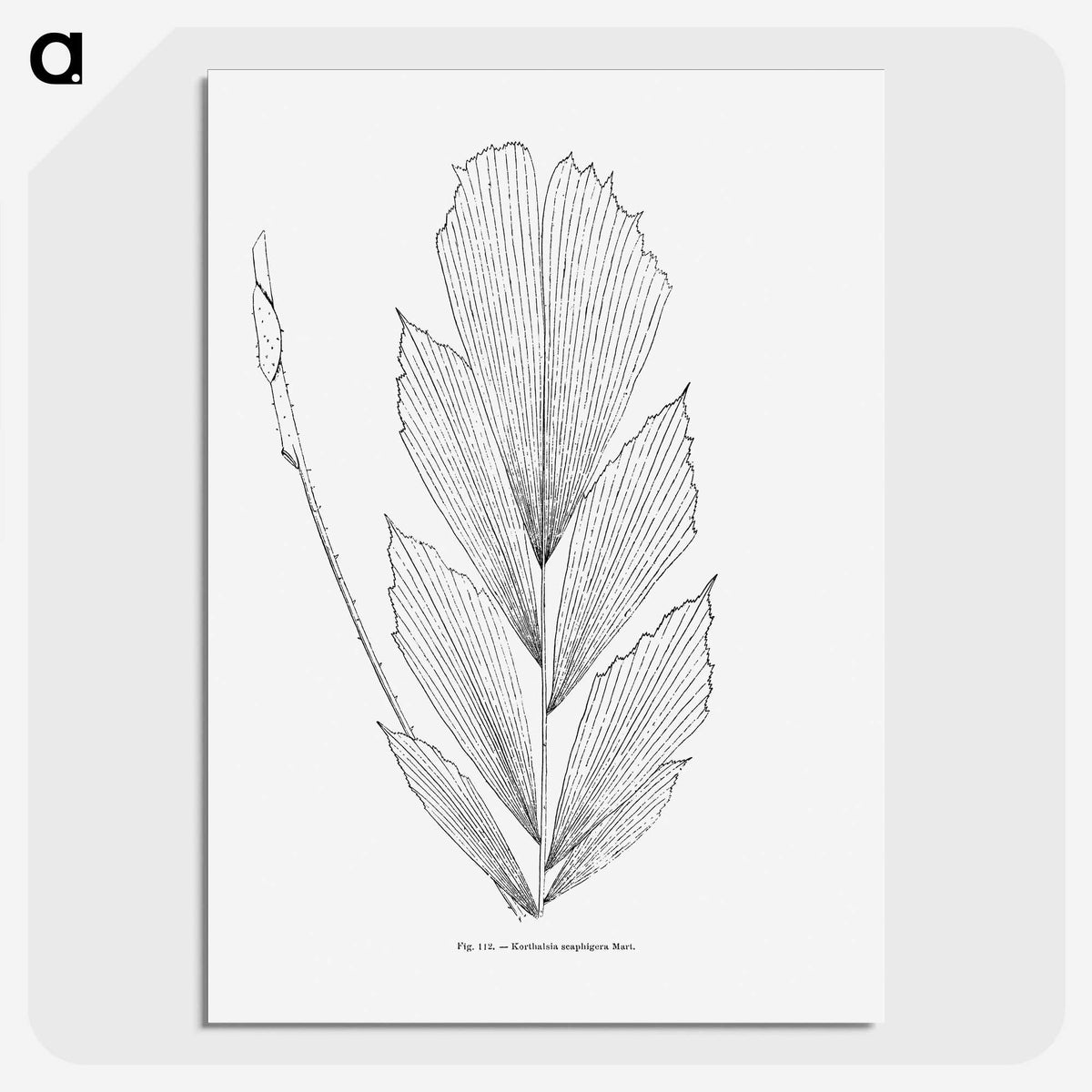 1-53_Les-Palmiers-Histoire-Iconographique_picture-crop