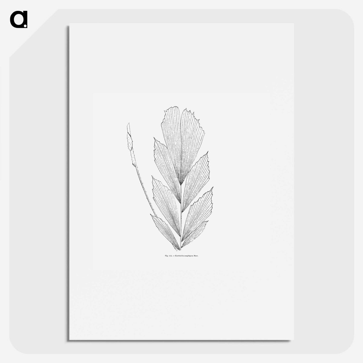 1-53_Les-Palmiers-Histoire-Iconographique_picture