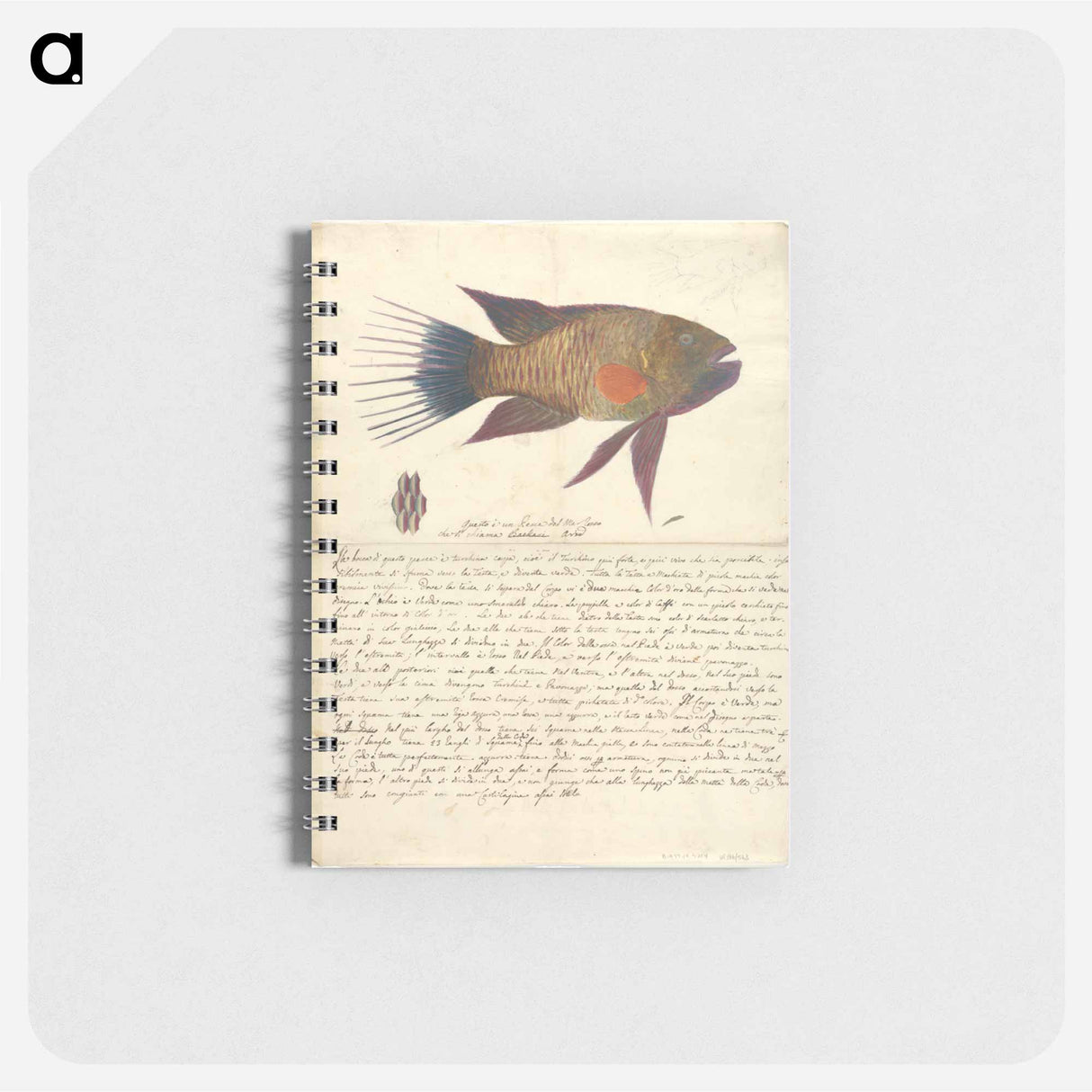 A Fish from the Red Sea
- ルイージ バルガーニ Memo.