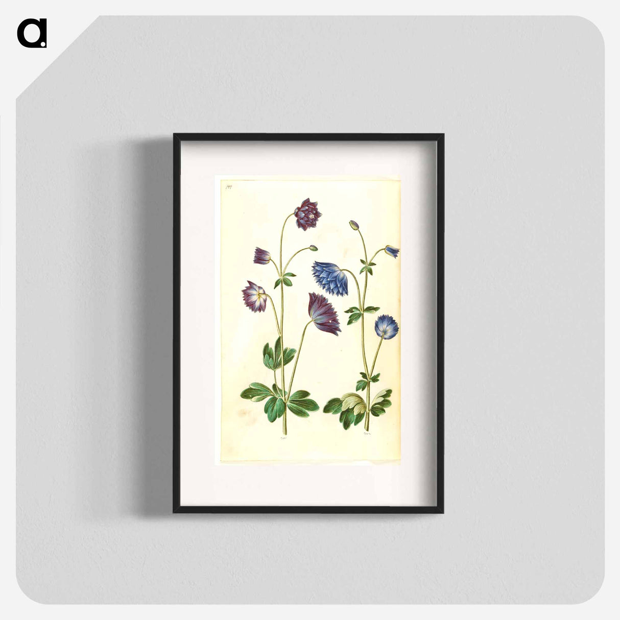 アートポスター-Aquilegia vulgaris
- マリア ジビーラ メーリアン Poster.