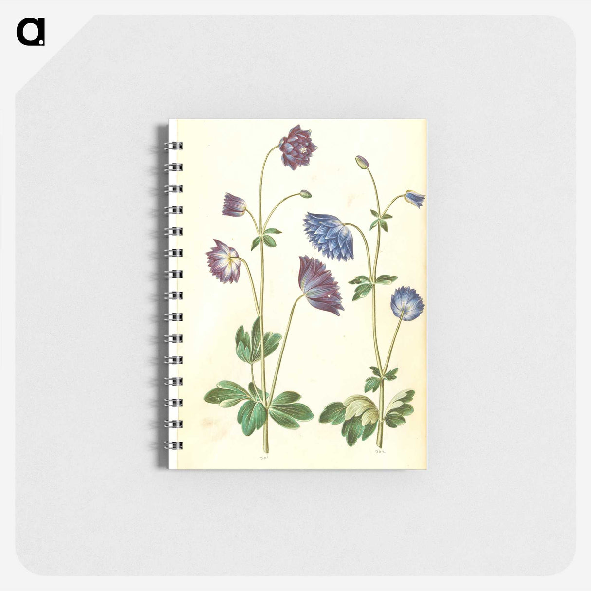 1-53_Maria-Sibylla-Merian_memo