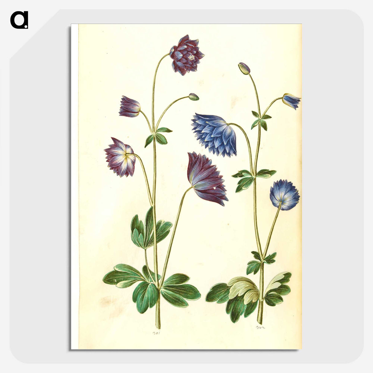 1-53_Maria-Sibylla-Merian_picture-crop