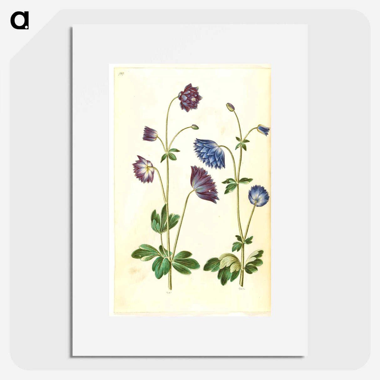 アートポスター-Aquilegia vulgaris
- マリア ジビーラ メーリアン Poster.