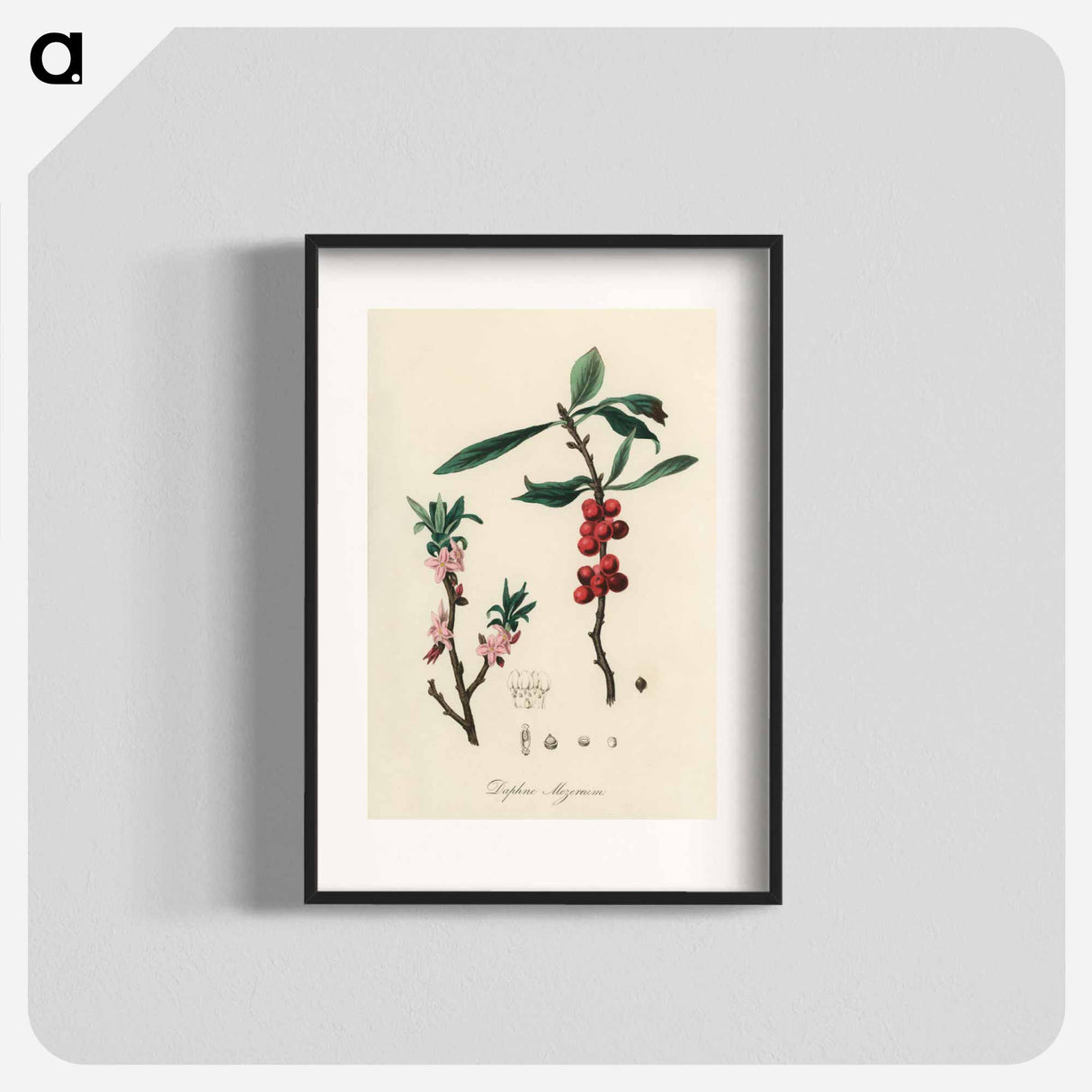 アートポスター-February Daphne
- 薬用植物学 Poster.