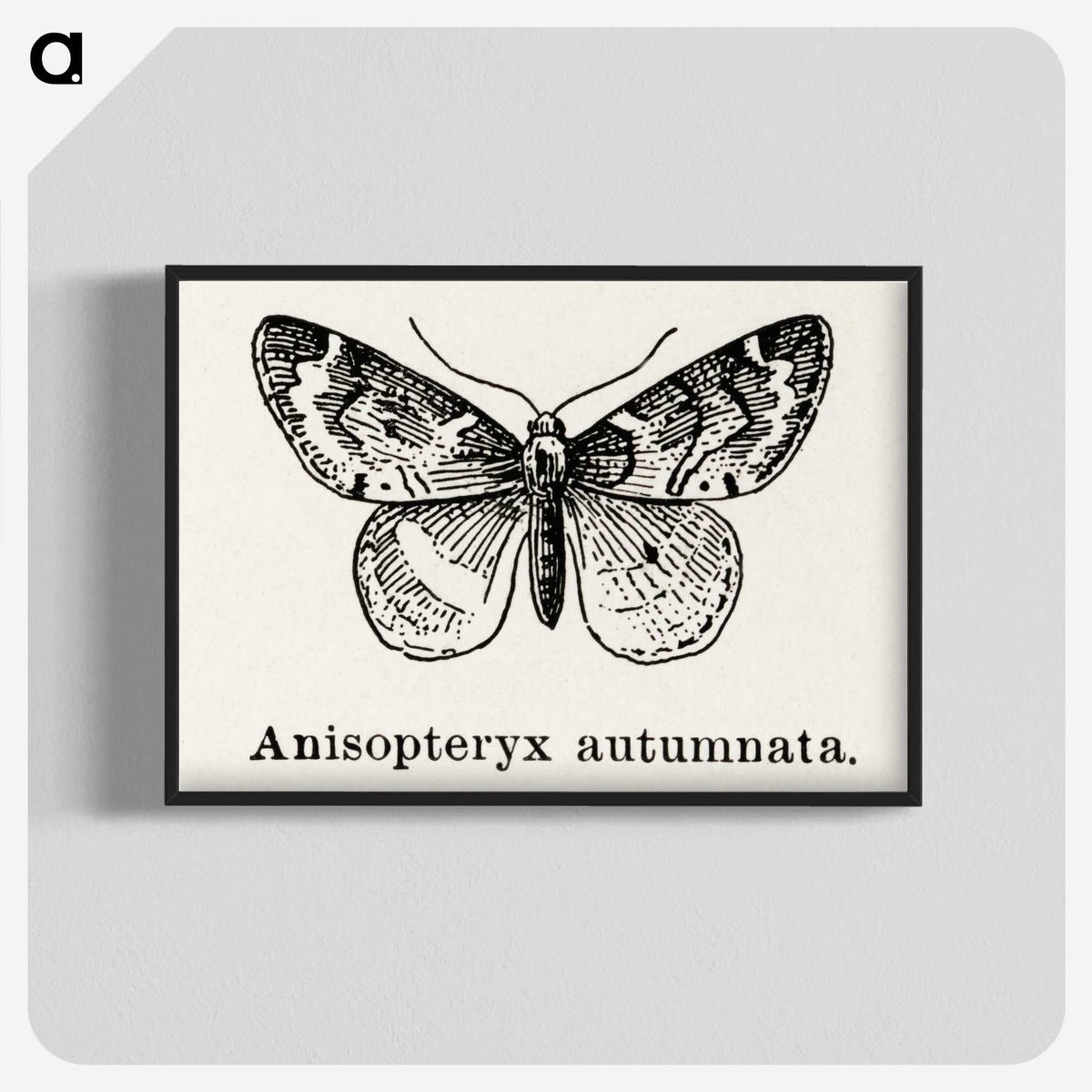 1-53_Moths-and-Butterflies-of-the-United-States_blk-crop