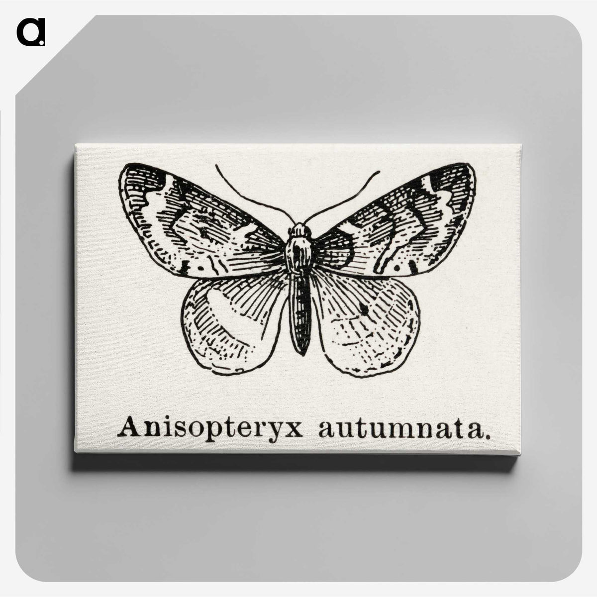 1-53_Moths-and-Butterflies-of-the-United-States_canvas