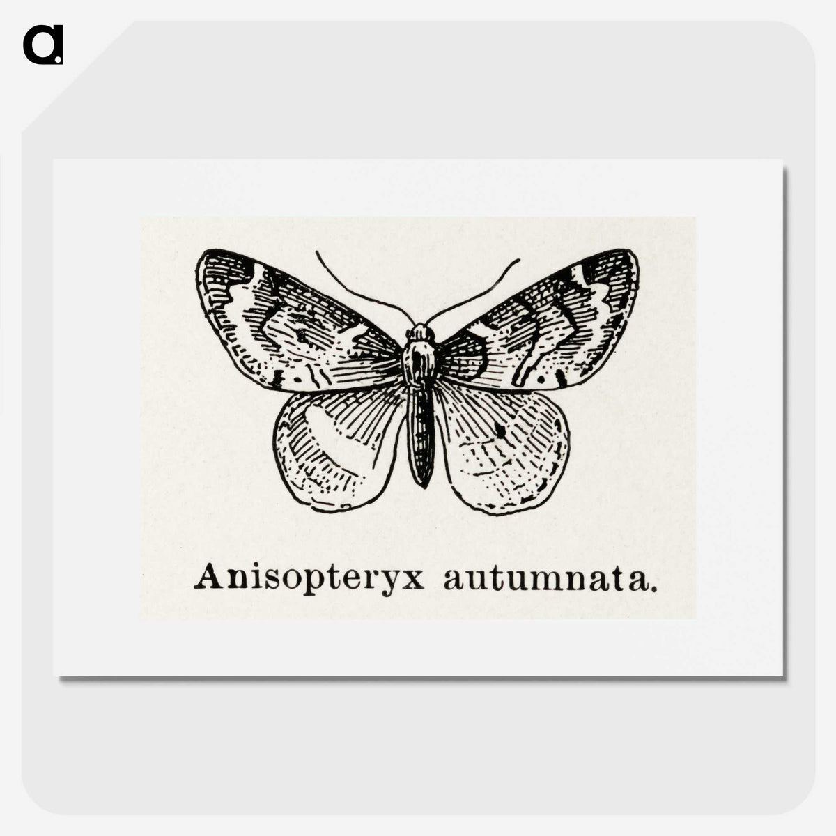 1-53_Moths-and-Butterflies-of-the-United-States_picture