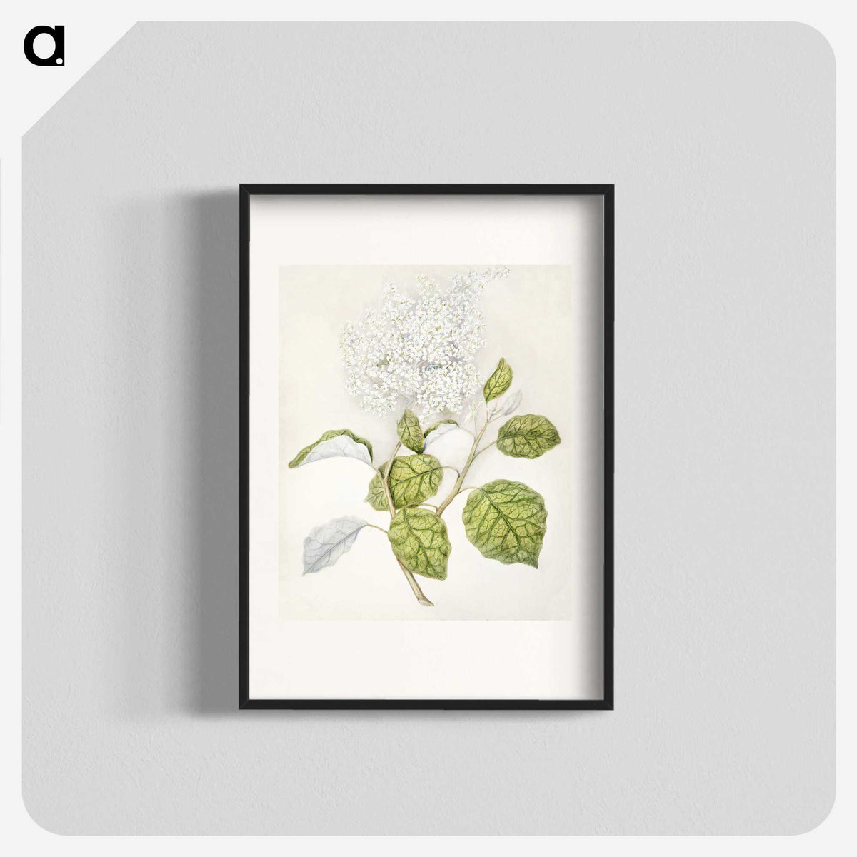 1-53_Native-Flowering-Plants-of-New-Zealand_blk