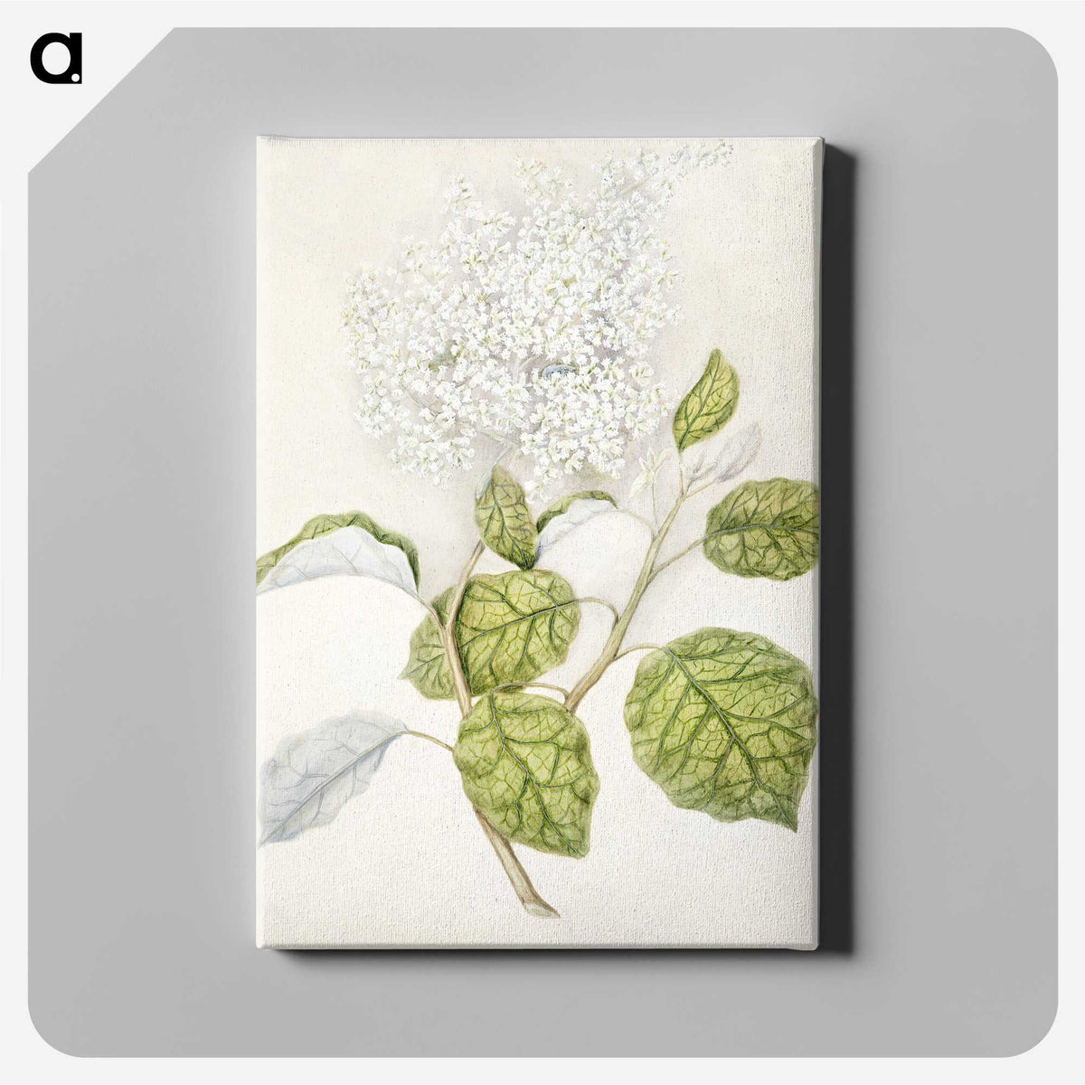 1-53_Native-Flowering-Plants-of-New-Zealand_canvas