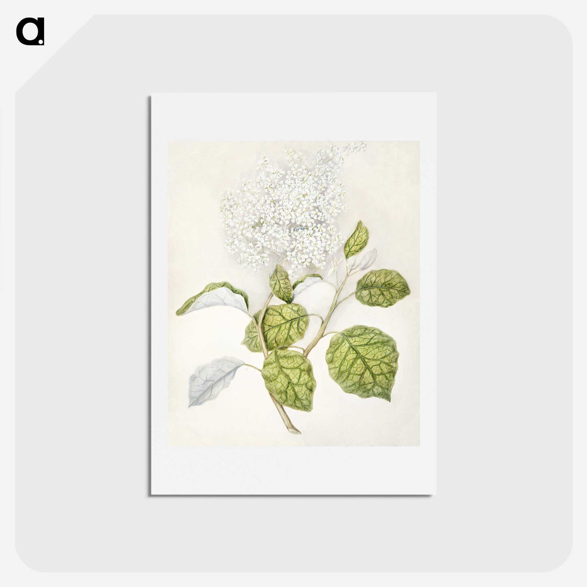 1-53_Native-Flowering-Plants-of-New-Zealand_hagaki