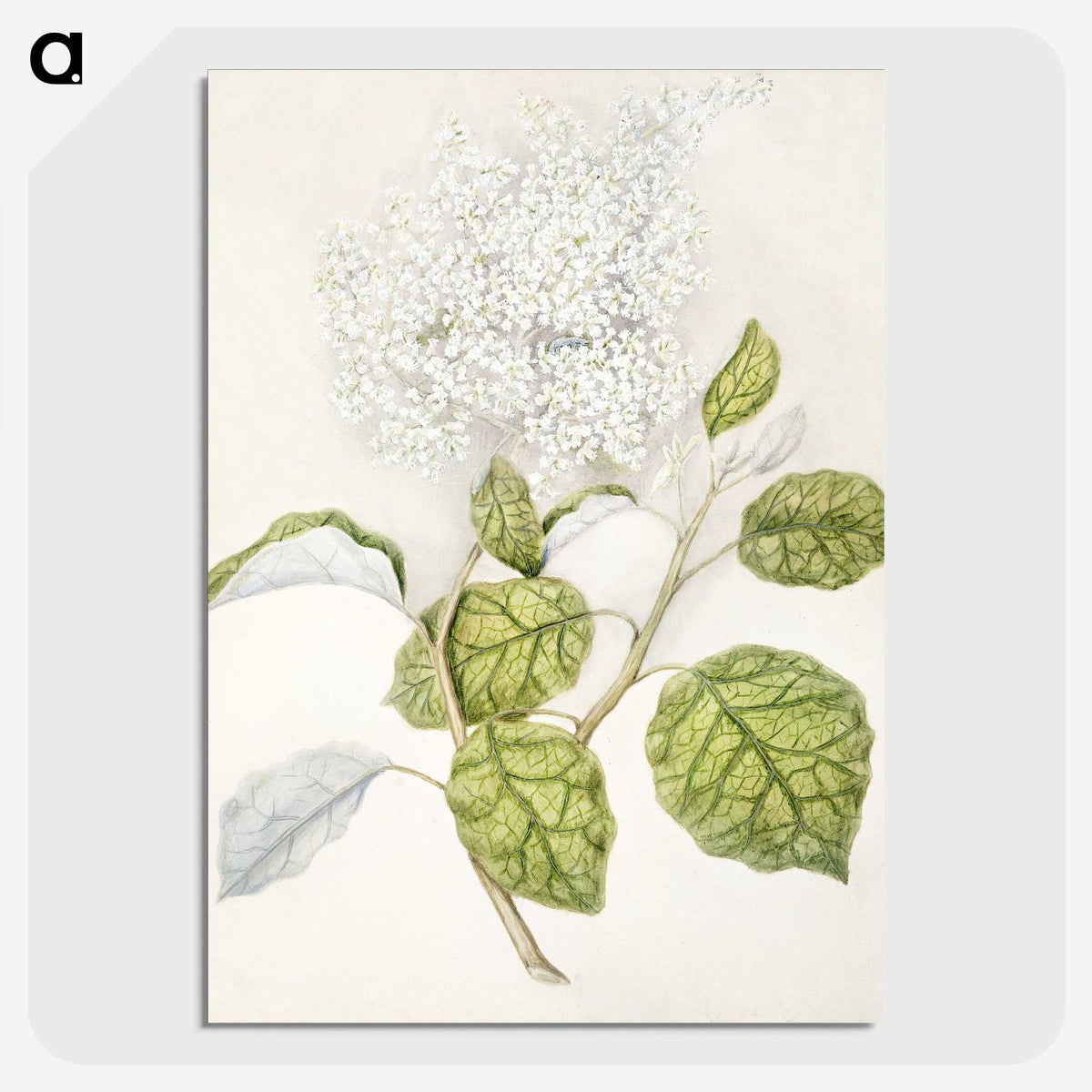 1-53_Native-Flowering-Plants-of-New-Zealand_picture-crop