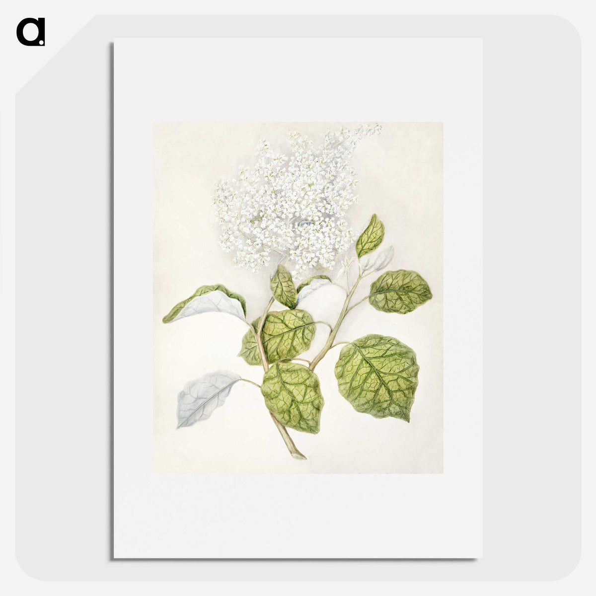 1-53_Native-Flowering-Plants-of-New-Zealand_picture