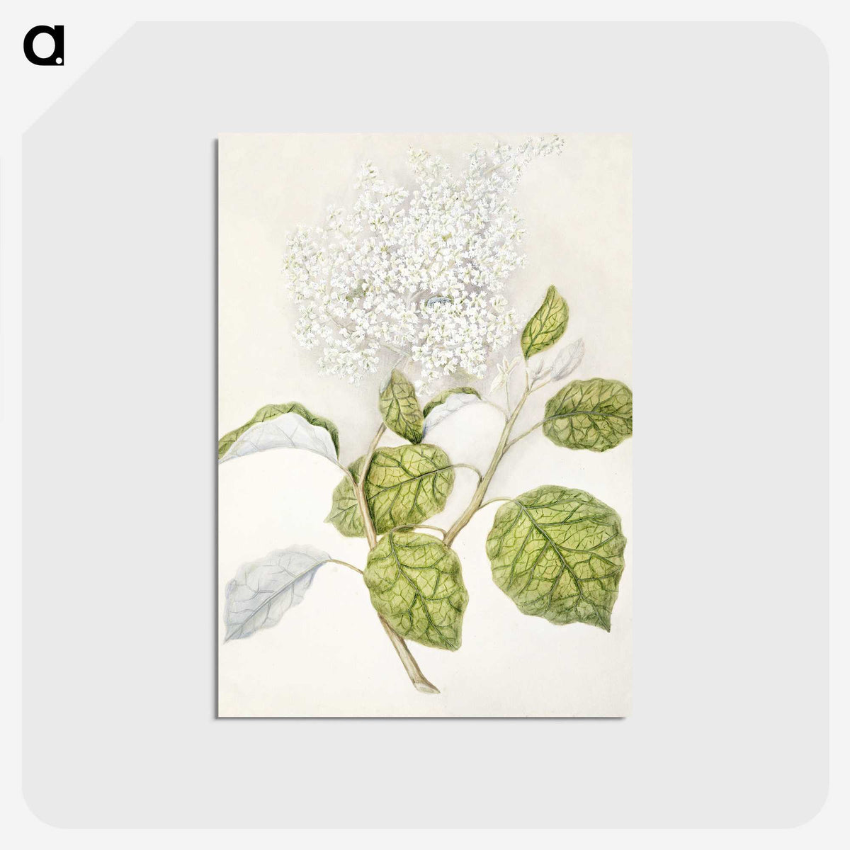 1-53_Native-Flowering-Plants-of-New-Zealand_postcard