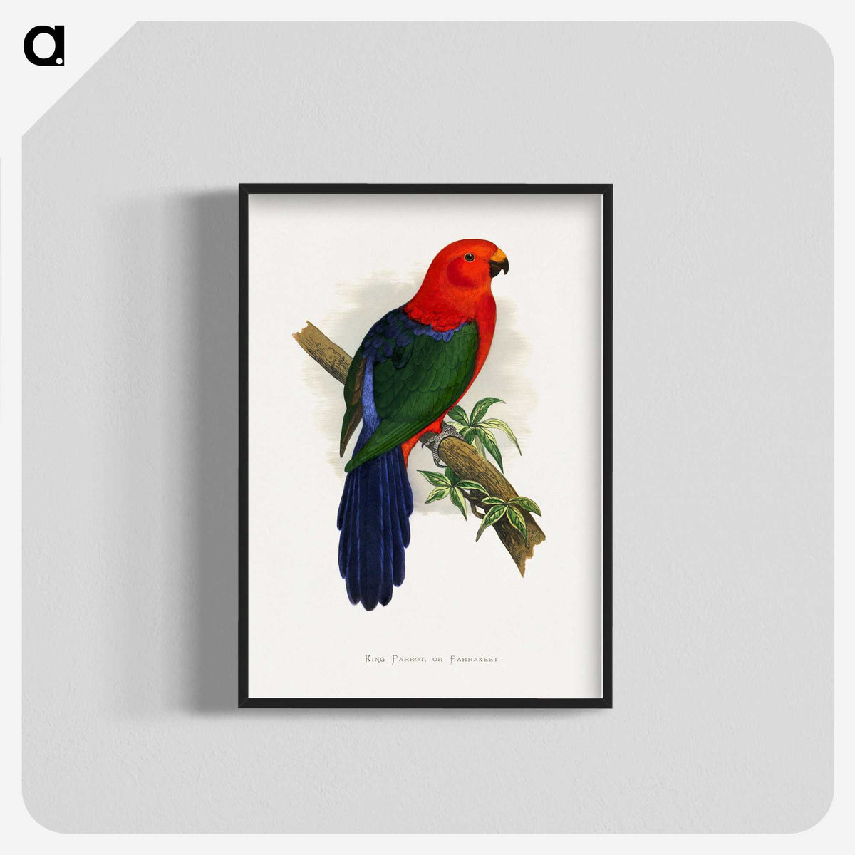 1-53_Parrots-in-Captivity_blk-crop