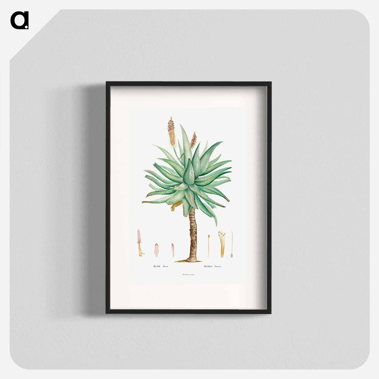 Aloe Ferox Image - Pierre Joseph Redouté Poster.