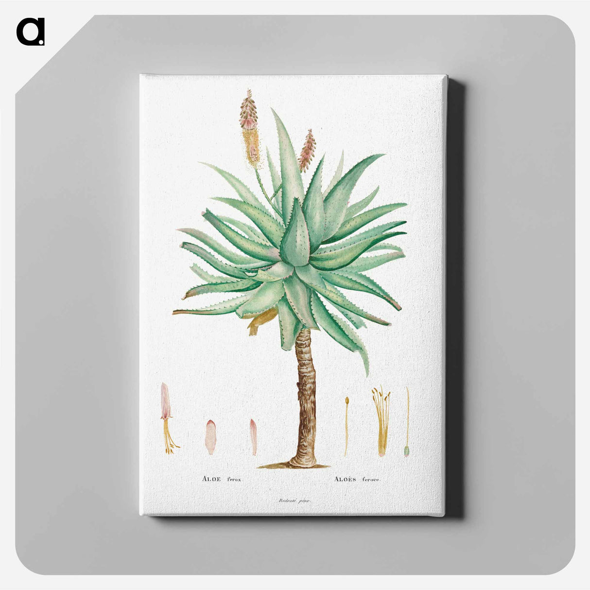 アートパネル-Aloe Ferox Image - ピエール ジョゼフ ルドゥーテ Canvas.