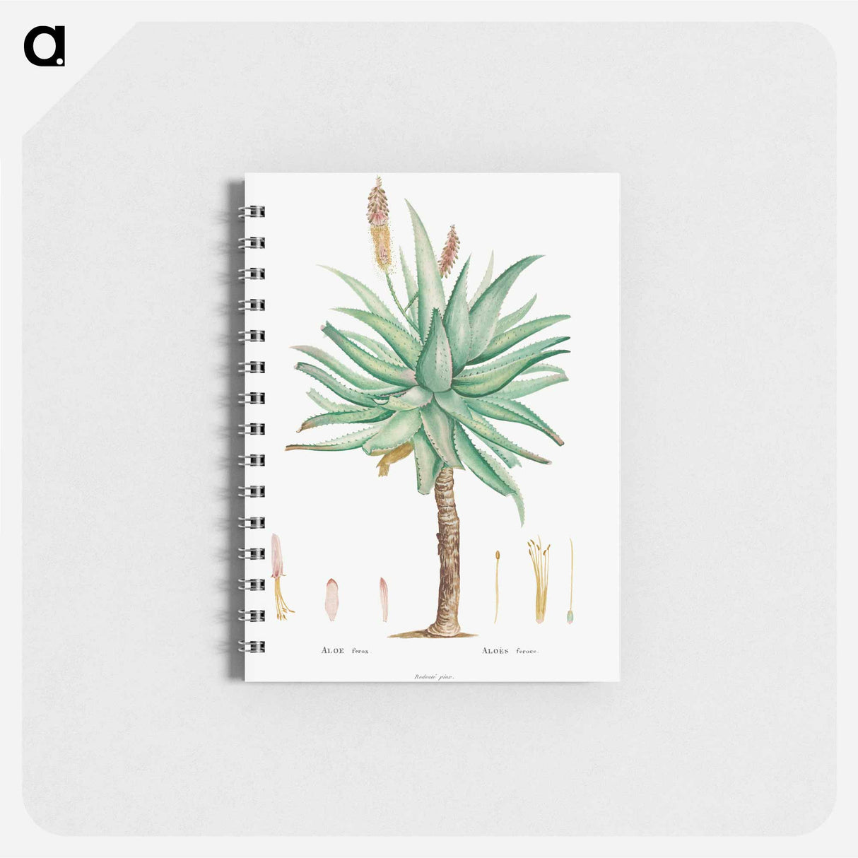 アートメモ帳-Aloe Ferox Image - ピエール ジョゼフ ルドゥーテ Memo.