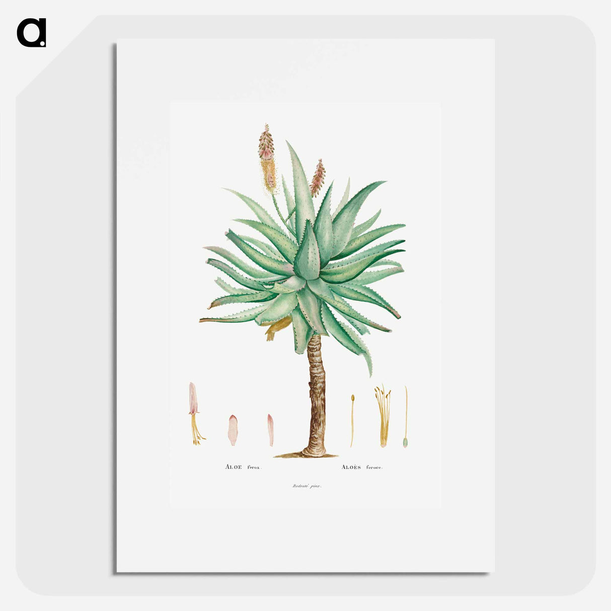 Aloe Ferox Image - Pierre Joseph Redouté Poster.