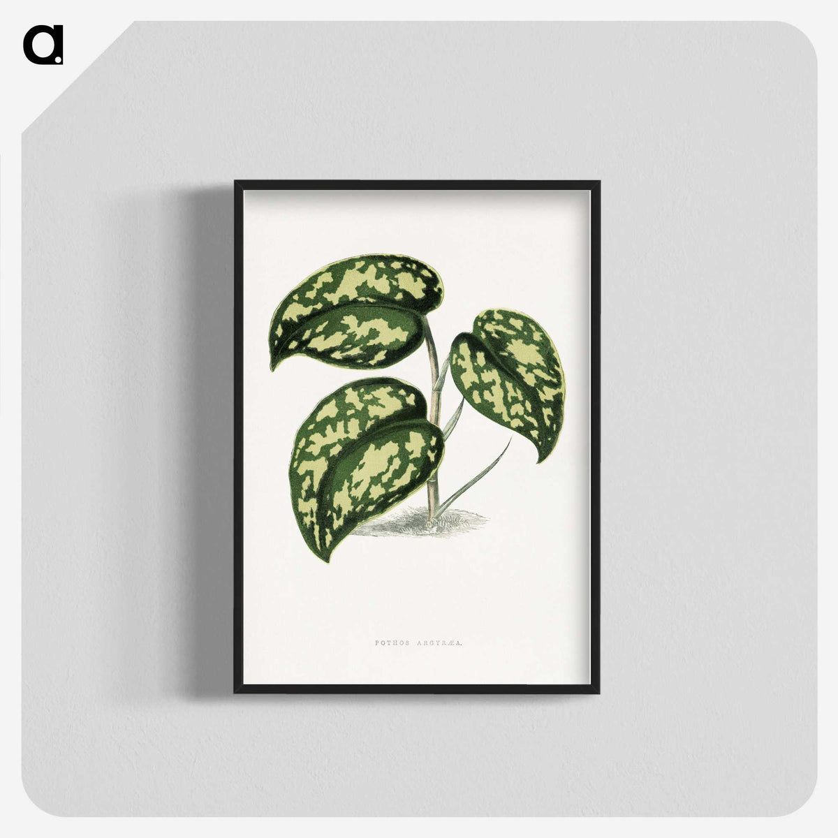 1-53_Plants-with-Colored-Foliage_blk-crop