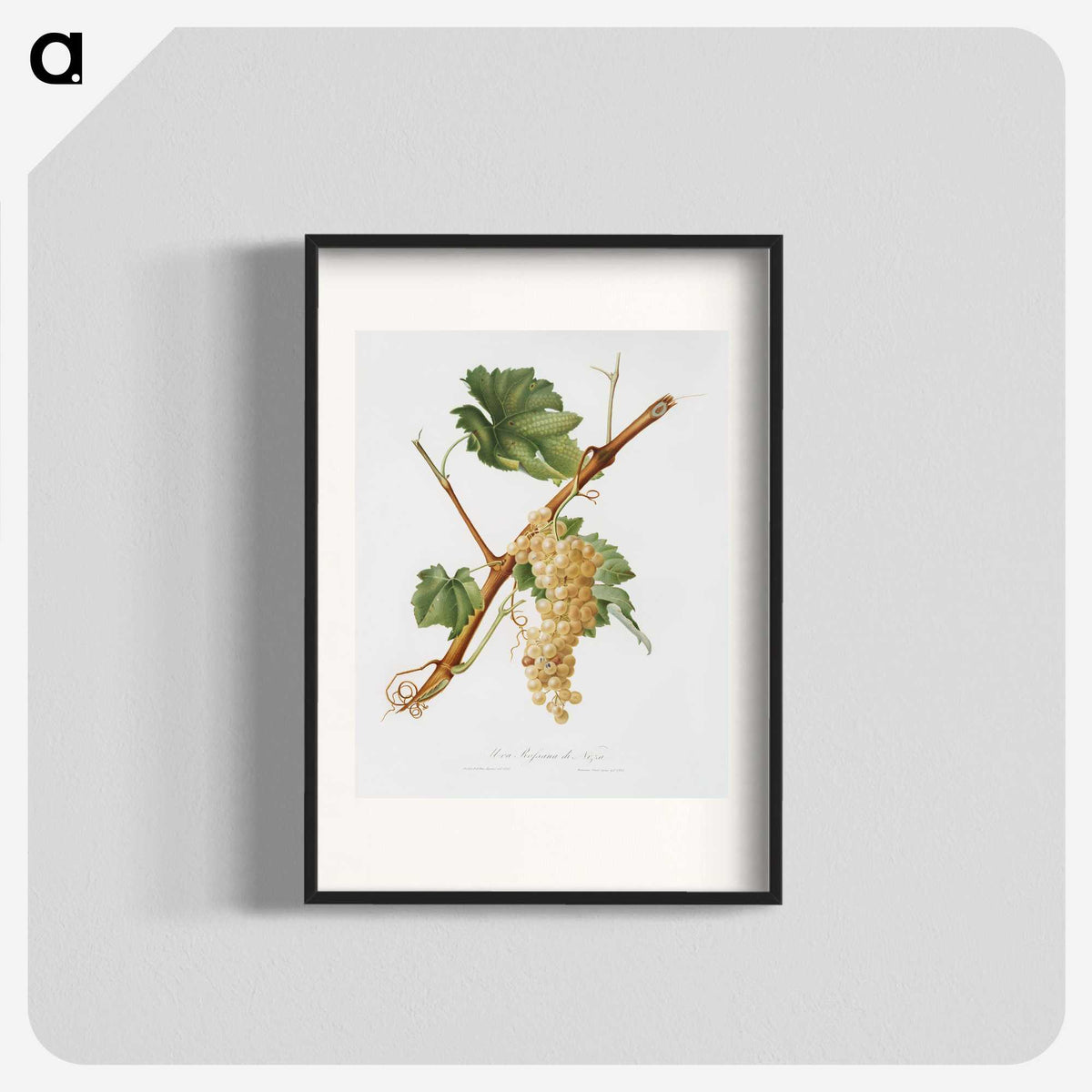 1-53_Pomona-Italiana_blk