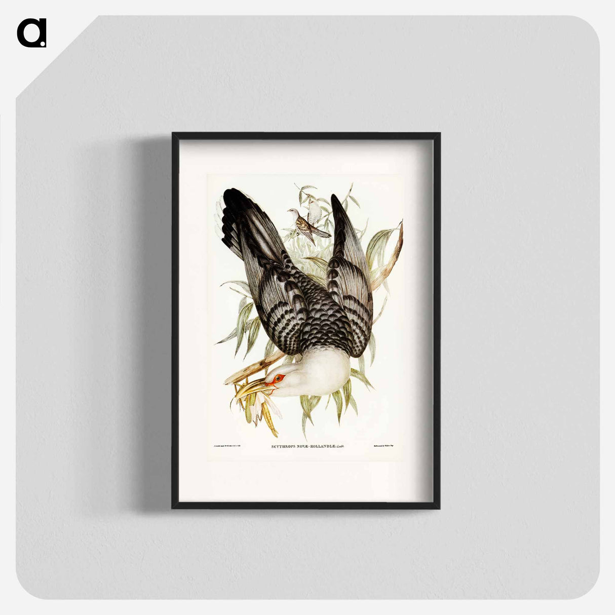 アートポスター-Channel-billed Cuckoo
- オーストラリアの鳥 Poster.