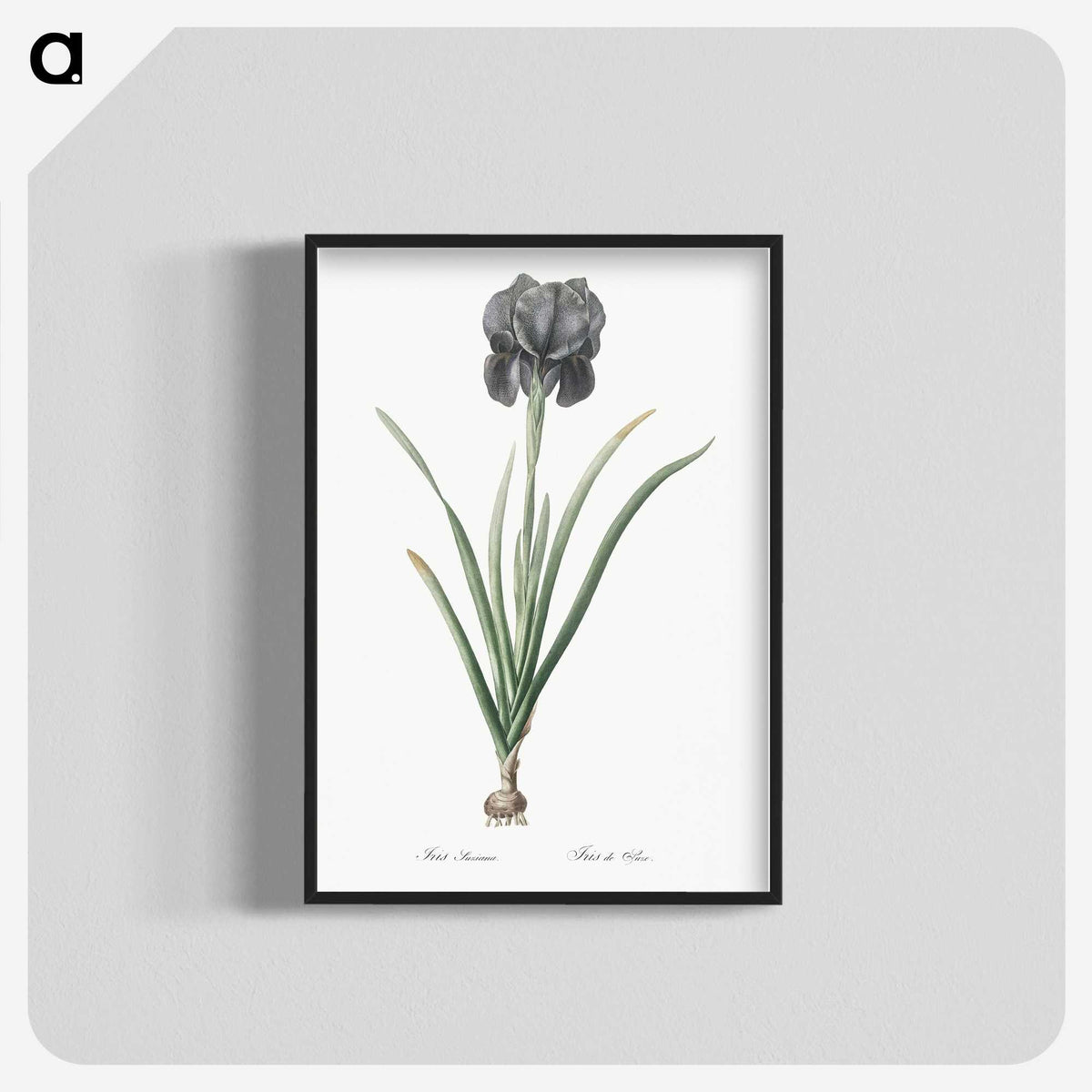 1-53_The-Lilies_blk-crop