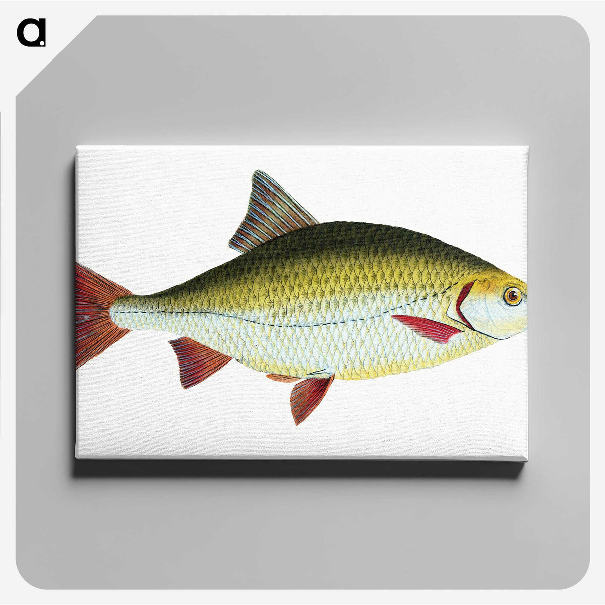 1-53_The-Natural-History-of-British-Fishes_canvas