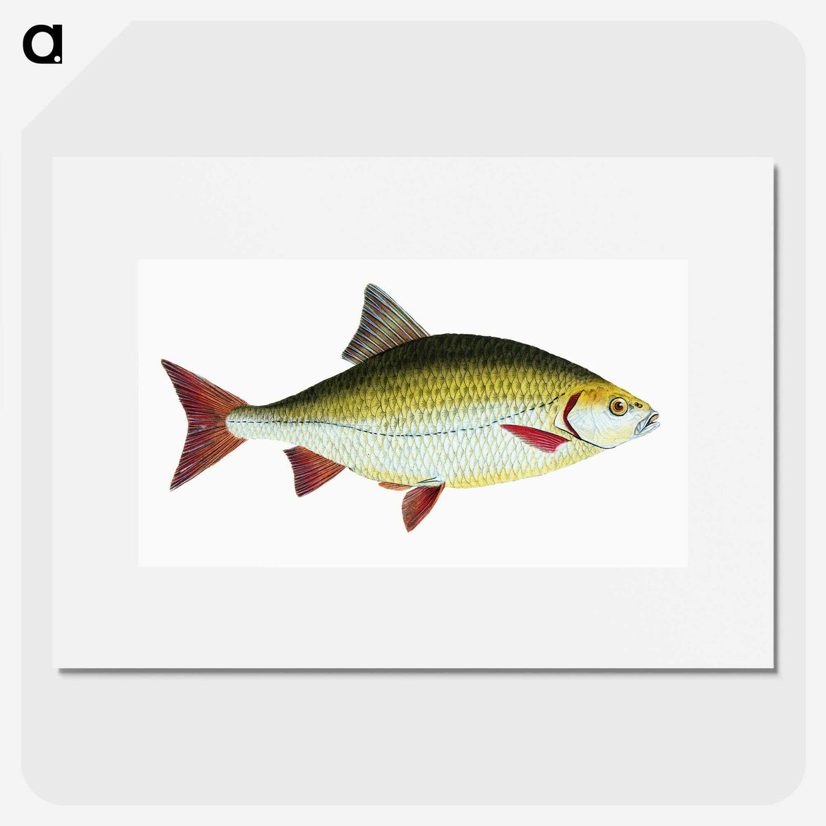 1-53_The-Natural-History-of-British-Fishes_picture