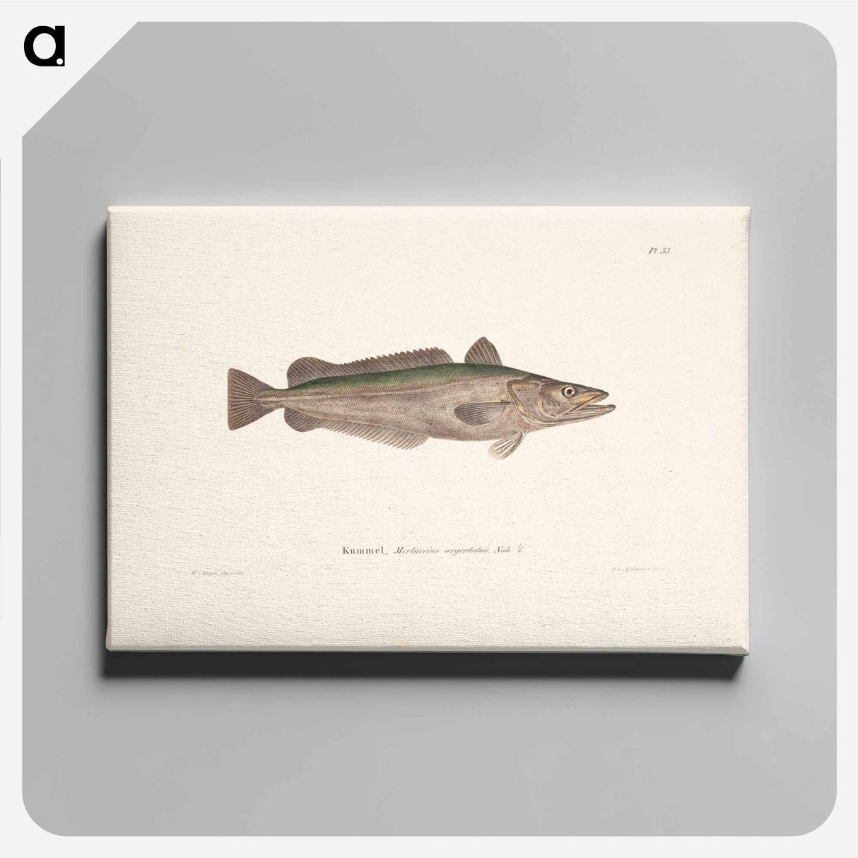 Hake - Wilhelm von Wright Canvas.