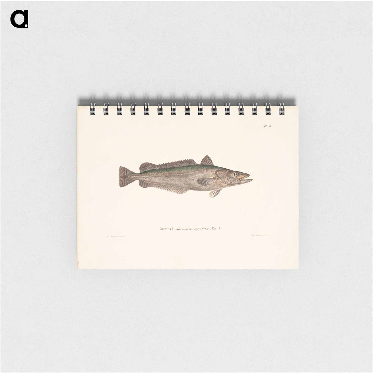 Hake - ヴィルヘルム フォン ライト Memo.