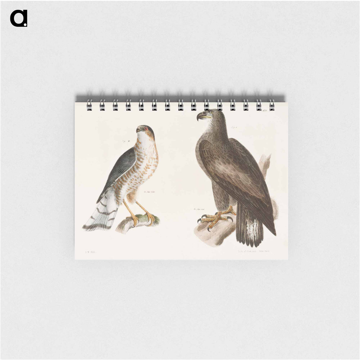 The Bald Eagle, The Slate-colored Hawk - ニューヨークの動物学 Memo.