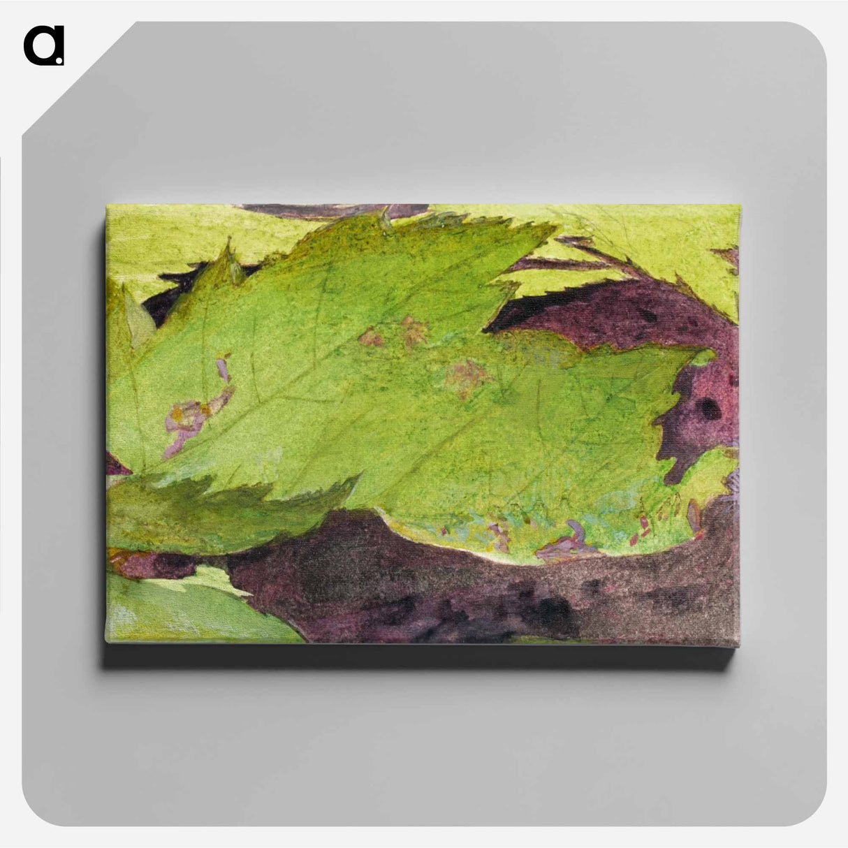 Heterocampa Biundata - アボット ハンダーソン セイヤー Canvas.