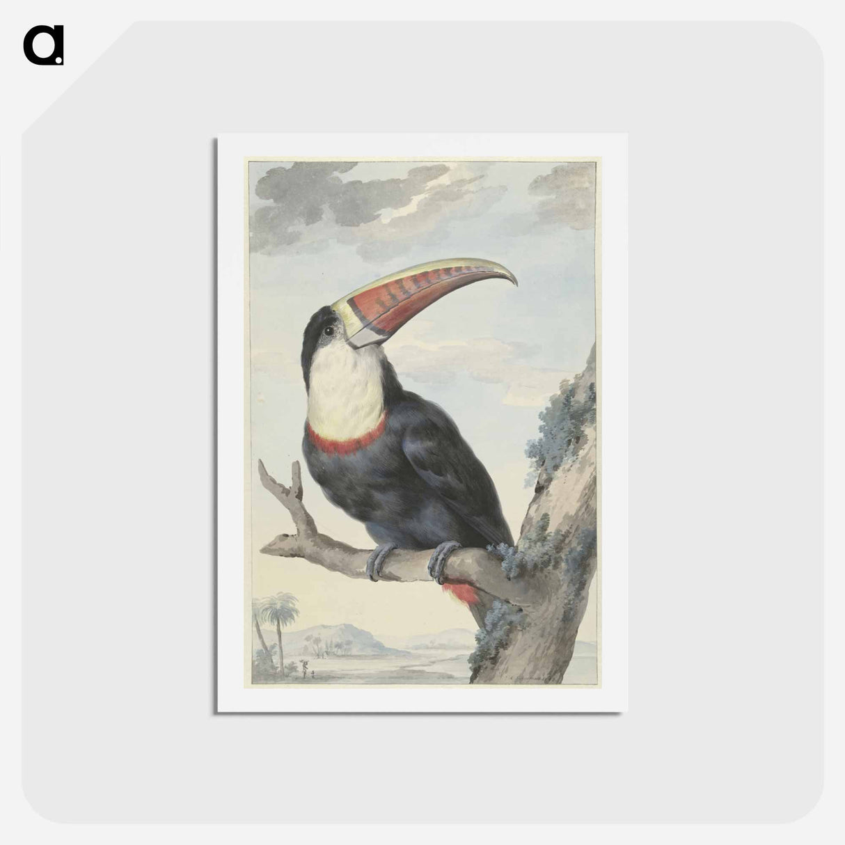 Red-billed Toucan - アールト シューマン Postcard.