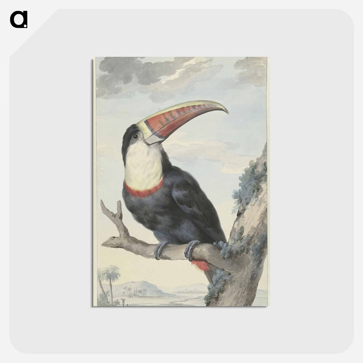 Red-billed Toucan - アールト シューマン Postcard.