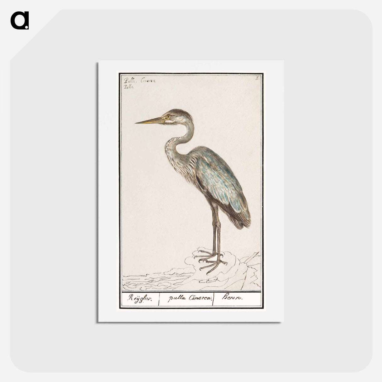 アートポストカード-Great Blue Heron - アンセルムス ボエティウス デ ブート Postcard.