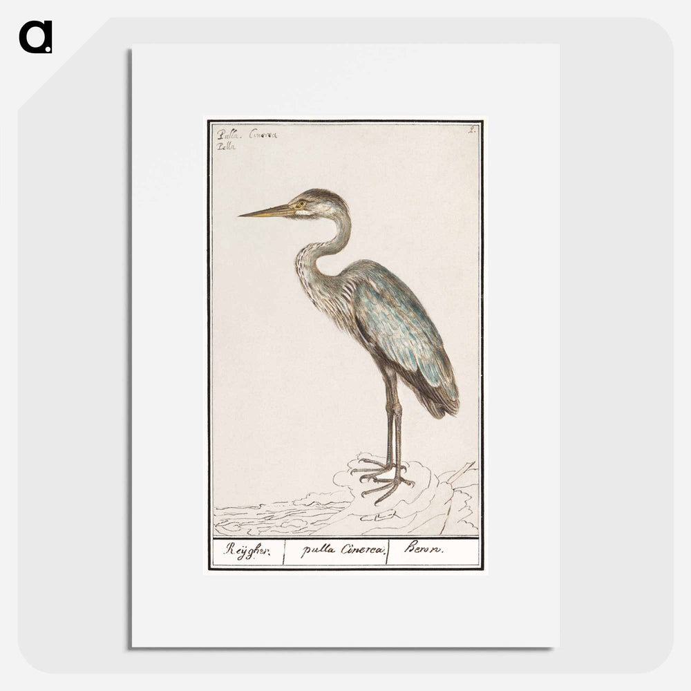 Great Blue Heron - アンセルムス ボエティウス デ ブート Poster.