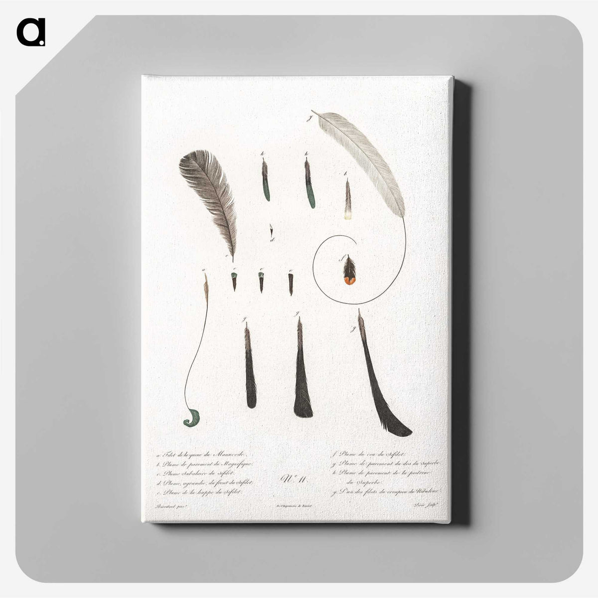 1-54_Des-Oiseaux-de-Paradis_canvas