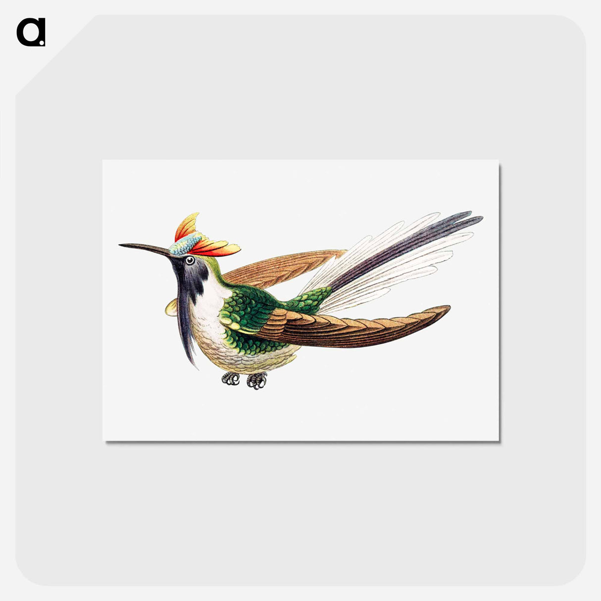 アートポストカード-Colorful vintage hummingbird illustration - エルンスト ヘッケル Postcard.