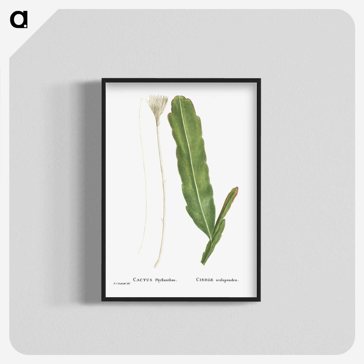 1-54_Histoire-des-Plantes-Grasses_blk-crop