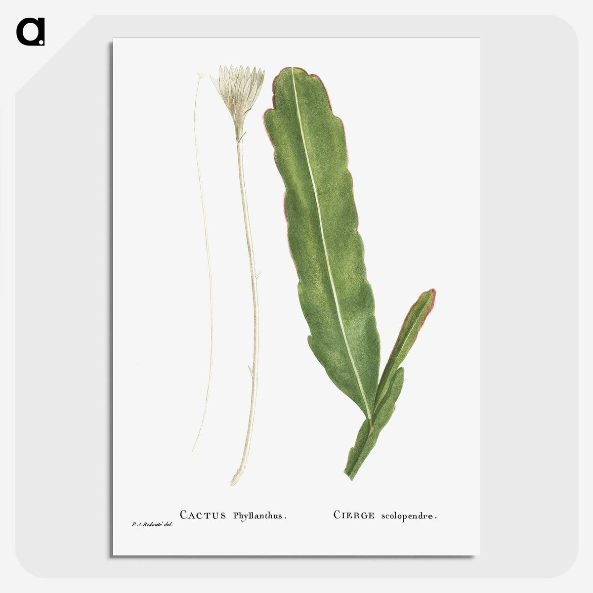 1-54_Histoire-des-Plantes-Grasses_picture-crop