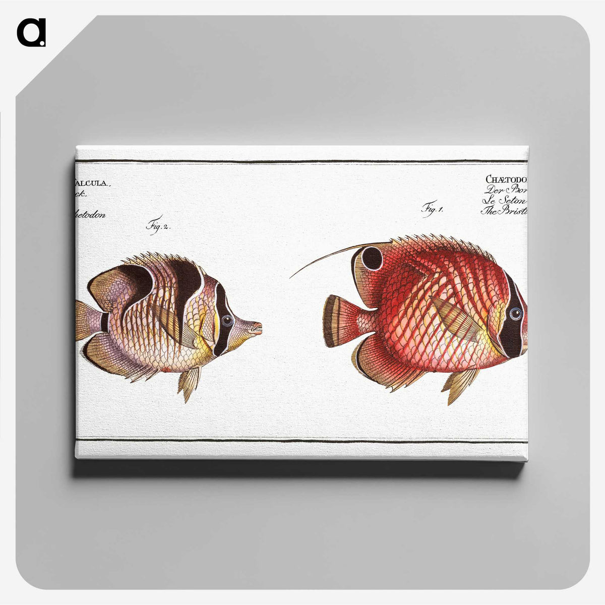 1-54_Ichtyologie-ou-Histoire-naturelle_canvas