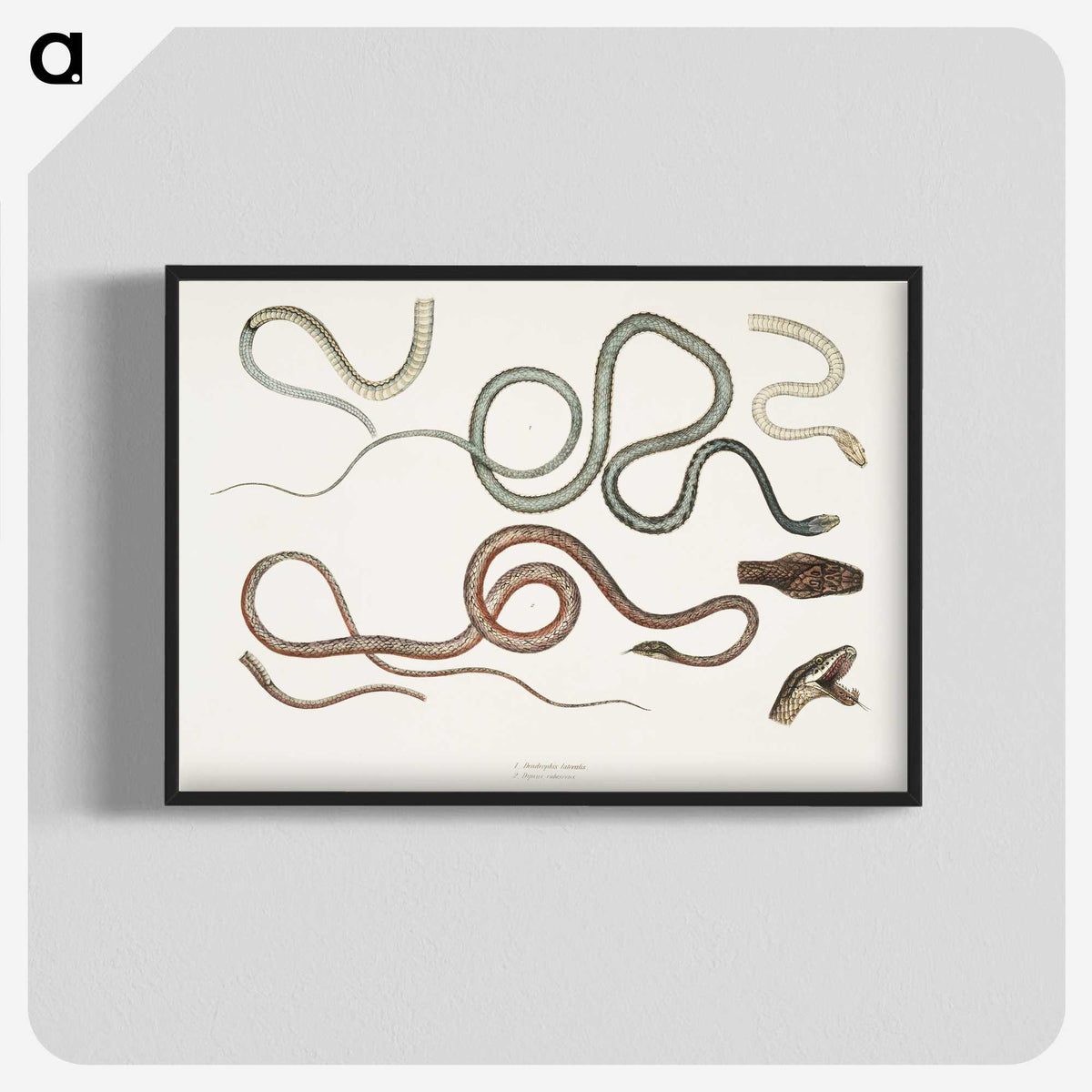 1-54_Indian-Zoology_blk-crop