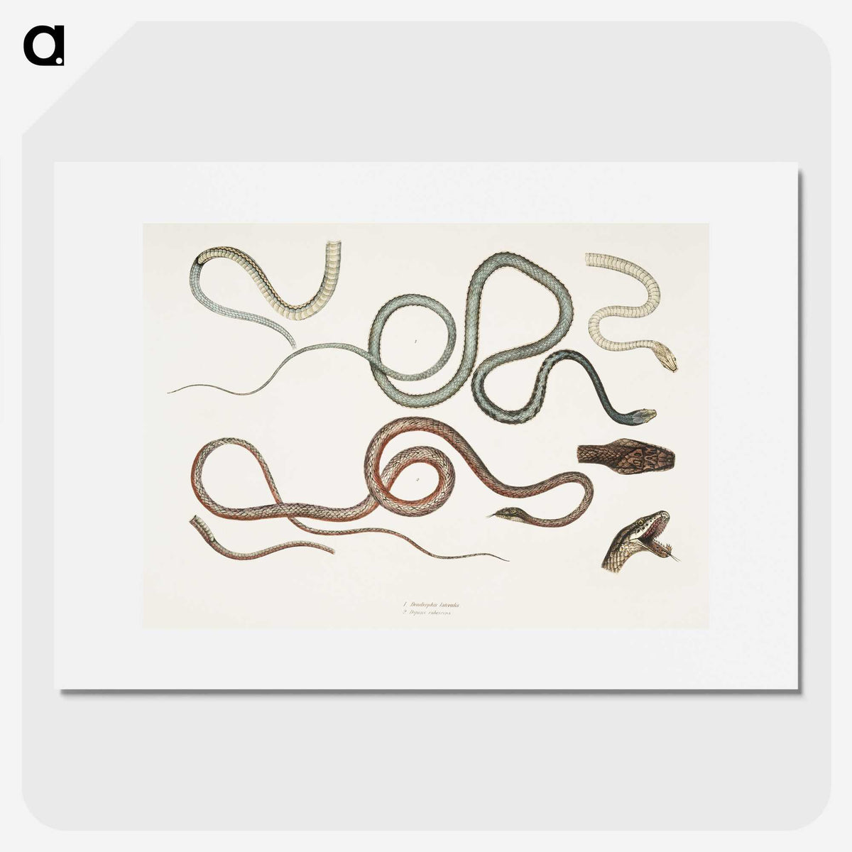 1-54_Indian-Zoology_picture