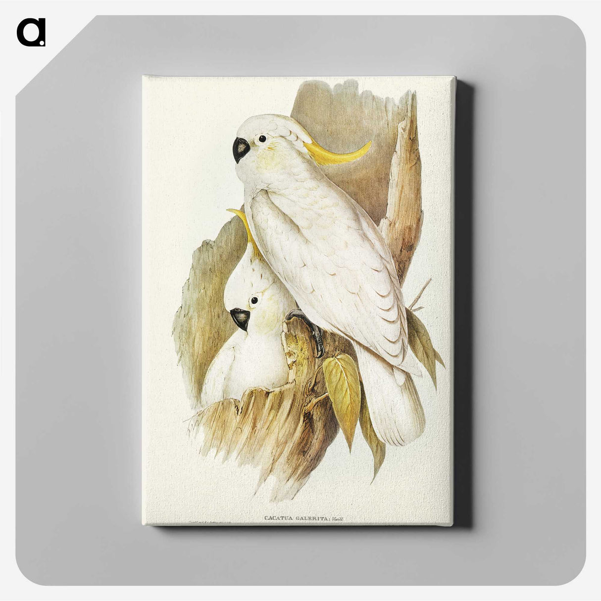 1-54_John-Gould_canvas